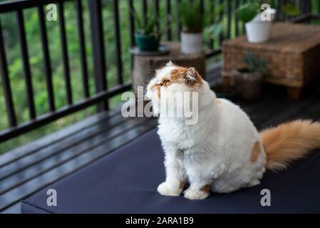 Weiße und braune Persian Cat Stockfoto