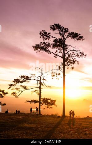 Okt 31, 2019 Loei, Thailand - Schöner, dramatischer Sonnenaufgang mit Silhouetten-Kiefern und Touristen an der Pha Nok-Klippe. Phu Kradueng National p Stockfoto