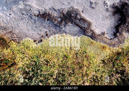 Grünes frisches Moos, das auf Stein in üppigem tropischen Wald wächst - Gute Umwelt- und reine Natur des Nationalparks Phu Kradueng - Loei, Thailand Stockfoto
