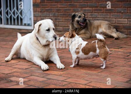 Verschiedene Hunde in einem Schuss, Westville, Südafrika Stockfoto