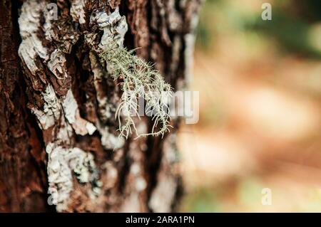 Flechtenpilze, die auf Baumrinde im tropischen Wald wachsen, Schließen Details auf Stockfoto