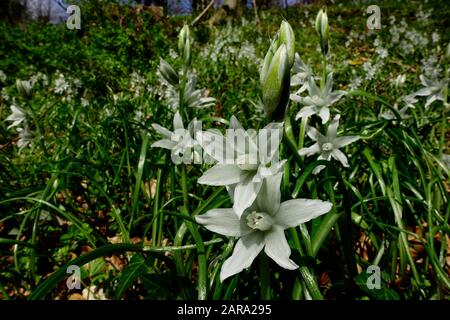 Drooping-Star von Bethlehem (Ornithogalum nutans), Schwentental bei gut Rastorf, Schleswig-Holstein, Deutschland Stockfoto