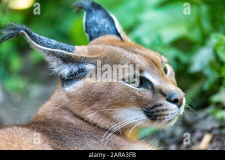 Betäubungslose Katze Caracal (Caracal Caracal) schließt sich dem Kopf vor einem verschwommenen natürlichen Hintergrund, der Tierwelt, an Stockfoto