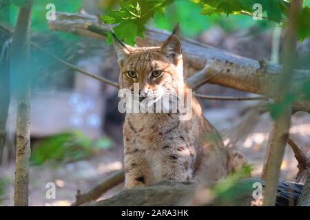 Porträt von Lynx, das sich im Herbst in Baum versteckt Stockfoto