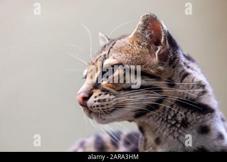 Der Margaym, Leopardus wiedii, ist eine kleine Wildkatze, die in Mittel- und Südamerika beheimatet ist. Eine einsame und nächtliche Katze lebt hauptsächlich im primären Evergree Stockfoto