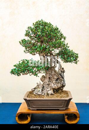 Ein kleiner Bonsai-Baum in einem Keramiktopf. Stockfoto