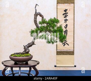 Ein kleiner Bonsai-Baum in einem Keramiktopf. Bonsai Pinus ponderosa (Ponderosa-Kiefer) Stockfoto