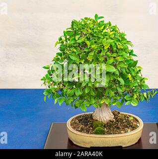 Ein kleiner Bonsai-Baum in einem Keramiktopf. Stockfoto