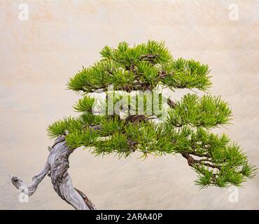 Ein kleiner Bonsai-Baum in einem Keramiktopf. Bonsai Pinus ponderosa (Ponderosa-Kiefer) Stockfoto