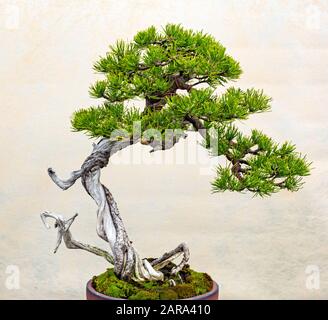 Ein kleiner Bonsai-Baum in einem Keramiktopf. Bonsai Pinus ponderosa (Ponderosa-Kiefer) Stockfoto