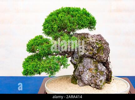 Ein kleiner Bonsai-Baum in einem Keramiktopf. Bonsai -ishizuki- Einer der härtesten Bonsai-Stile, um zu wachsen. Stockfoto