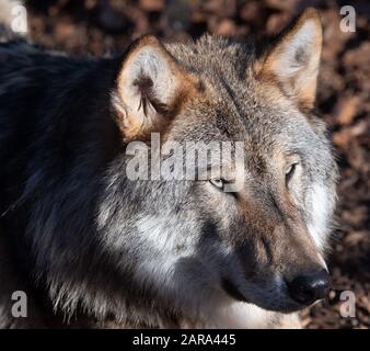 Januar 2020, Brandenburg, Neuruppin/Ot Gühlen-Glienicke: Im Gehege am Tierpark Kunsterspring liegt ein Wolf. Das Wolfsrudel im Gehege besteht derzeit aus fünf Tieren, die von Hand angehoben wurden. Insgesamt leben im Zoo im Landkreis Ostprignitz-Ruppin mehr als 500 Tiere aus 90 verschiedenen Arten. Foto: Soeren Stache / dpa-Zentralbild / ZB Stockfoto