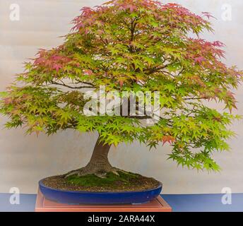 Ein kleiner Bonsai-Baum in einem Keramiktopf. Acer Palmatum. Bonsai japanischer Ahorn-Baum. Herbstfarben Stockfoto