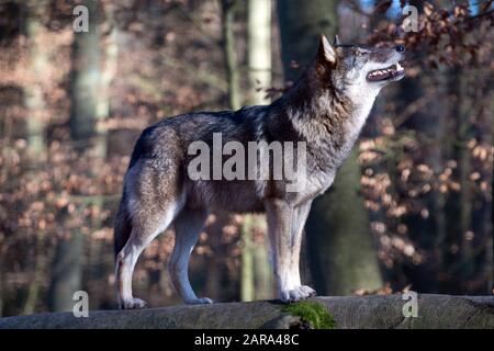 Januar 2020, Brandenburg, Neuruppin/Ot Gühlen-Glienicke: Ein Wolf steht im Tierpark Kunsterspring im Gehege auf einem Baumstamm. Das Wolfsrudel im Gehege besteht derzeit aus fünf Tieren, die von Hand angehoben wurden. Insgesamt leben im Zoo im Landkreis Ostprignitz-Ruppin mehr als 500 Tiere aus 90 verschiedenen Arten. Foto: Soeren Stache / dpa-Zentralbild / ZB Stockfoto