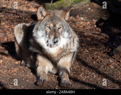 Januar 2020, Brandenburg, Neuruppin/Ot Gühlen-Glienicke: Im Gehege am Tierpark Kunsterspring liegt ein Wolf. Das Wolfsrudel im Gehege besteht derzeit aus fünf Tieren, die von Hand angehoben wurden. Insgesamt leben im Zoo im Landkreis Ostprignitz-Ruppin mehr als 500 Tiere aus 90 verschiedenen Arten. Foto: Soeren Stache / dpa-Zentralbild / ZB Stockfoto