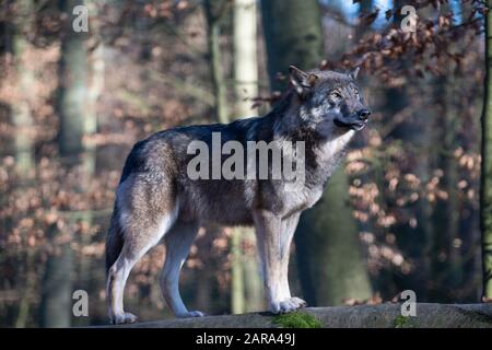 Januar 2020, Brandenburg, Neuruppin/Ot Gühlen-Glienicke: Ein Wolf steht im Tierpark Kunsterspring im Gehege auf einem Baumstamm. Das Wolfsrudel im Gehege besteht derzeit aus fünf Tieren, die von Hand angehoben wurden. Insgesamt leben im Zoo im Landkreis Ostprignitz-Ruppin mehr als 500 Tiere aus 90 verschiedenen Arten. Foto: Soeren Stache / dpa-Zentralbild / ZB Stockfoto