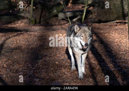 16. Januar 2020, Brandenburg, Neuruppin/Ot Gühlen-Glienicke: Im Tierpark Kunsterspring spaziert ein Wolf durch das Gehege. Das Wolfsrudel im Gehege besteht derzeit aus fünf Tieren, die von Hand angehoben wurden. Insgesamt leben im Zoo im Landkreis Ostprignitz-Ruppin mehr als 500 Tiere aus 90 verschiedenen Arten. Foto: Soeren Stache / dpa-Zentralbild / ZB Stockfoto