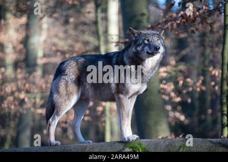 Januar 2020, Brandenburg, Neuruppin/Ot Gühlen-Glienicke: Ein Wolf steht im Tierpark Kunsterspring im Gehege auf einem Baumstamm. Das Wolfsrudel im Gehege besteht derzeit aus fünf Tieren, die von Hand angehoben wurden. Insgesamt leben im Zoo im Landkreis Ostprignitz-Ruppin mehr als 500 Tiere aus 90 verschiedenen Arten. Foto: Soeren Stache / dpa-Zentralbild / ZB Stockfoto