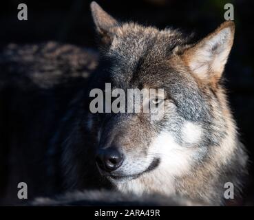 Januar 2020, Brandenburg, Neuruppin/Ot Gühlen-Glienicke: Im Gehege am Tierpark Kunsterspring liegt ein Wolf. Das Wolfsrudel im Gehege besteht derzeit aus fünf Tieren, die von Hand angehoben wurden. Insgesamt leben im Zoo im Landkreis Ostprignitz-Ruppin mehr als 500 Tiere aus 90 verschiedenen Arten. Foto: Soeren Stache / dpa-Zentralbild / ZB Stockfoto