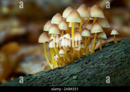 Herbstszene mit einer Gruppe von Pilzen aus Mitteleuropa, Slowakei. Stockfoto