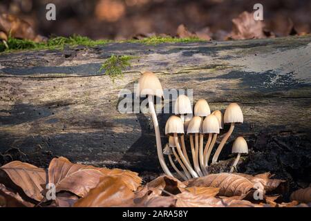 Herbstszene mit einer Gruppe von Pilzen aus Mitteleuropa, Slowakei. Stockfoto