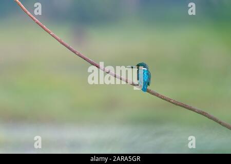 Schöner gemeinsamer Kingfisher (Alcedo atthis), der auf dem Zweig eines Baumes thront, mit seinem türkisblauen Rücken zur Kamera und einem verschwommenen Hintergrund. Stockfoto