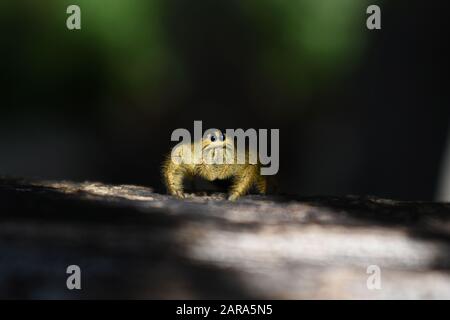 Eine riesige Springerspinne (Hyllus giganteus), die auf einem Holzklöckchen krabbelt. Surakarta, Indonesien. Stockfoto