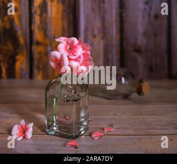 Stillleben mit Geranienblüten. Nahblüte auf weichem, verschwommem Hintergrund. Jahrgang. Stockfoto