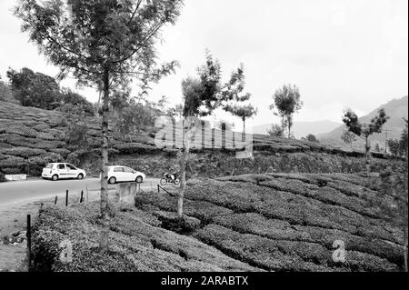 Autos und Fahrrad, Teeplantagen, Munnar, Idukki, Kerala, Indien, Asien Stockfoto