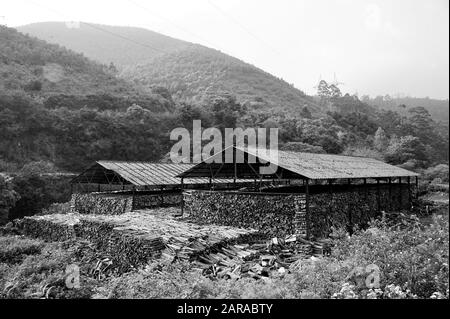 Holzstämme Lagerschuppen, Munnar, Idukki, Kerala, Indien, Asien Stockfoto
