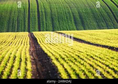 Grüne Weizenreihen und Wellen der landwirtschaftlichen Felder Südmährens, Tschechien. Kann wie Naturhintergrund oder Textur verwendet werden Stockfoto