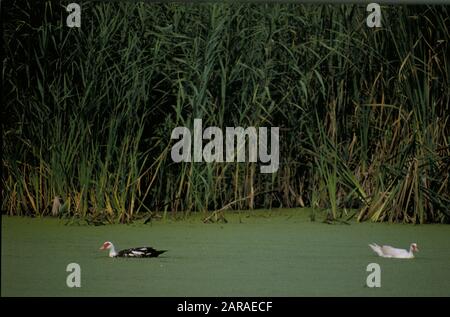 Europa, italien, lombardia, Inarzio, Brubienmarschen, Enten Stockfoto