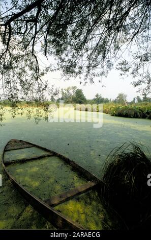 Riserva naturale palude brabbia, inarzo Stockfoto