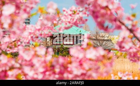 Frühling in Ueno Park. Kirschblüten rosa Blüten vor benten Tempel im Zentrum von shinobazu Teich Stockfoto