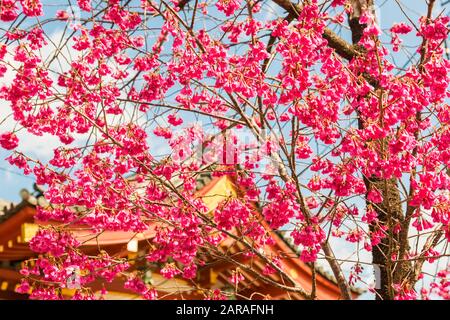 Frühling in Ueno Park. Kirschblüten rosa Blüten vor benten Tempel im Zentrum von shinobazu Teich Stockfoto