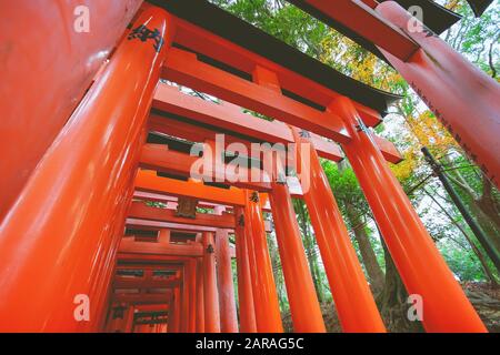 Fushimi Inari Taisha Torii Tore in Fushimi-ku, Kyoto, Japan. Stockfoto
