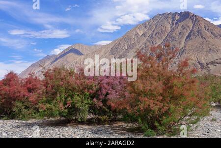 Bush im Nubra-Tal, LEH Districk, Ladakh in der Nähe der Diskit-Turtuk-Autobahn, indien 2019 Stockfoto