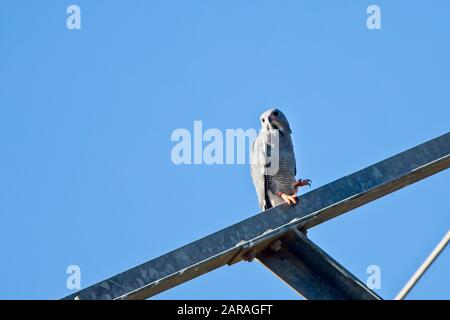 Shikra (Accipiter Badius) thront auf einem Pylon, Gambia. Stockfoto