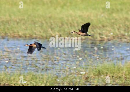 Whistling Ducks (Dendrocygna viduata), eine Gruppe auf Weibchen, die über den Sumpf fliegen, Gambia. Stockfoto