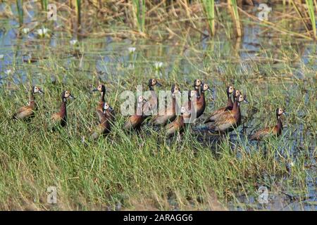 Whistling Ducks (Dendrocygna viduata), eine Gruppe auf Männchen im Sumpf, Gambia. Stockfoto