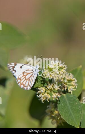 Braunveilige Weiße Schmetterlinge (Belenois aurota) Nektarien an Blumen, Gambia. Stockfoto