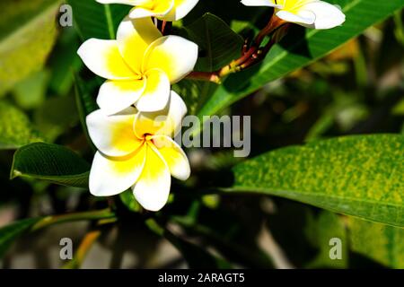 Exotischer Blumenhintergrund. Konzept tropischer Urlaub. Frangipani Blume. Stockfoto