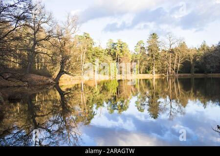 Ein herbstlicher Blick auf den Labeska-Teich im Pruhonice Park am Prager Stadtrand am 11. November 2019. Der Park zusammen mit dem Prager Stadtreservat Stockfoto