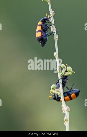 Käferarten, Kotu Creek Bird Reserve, Gambia. Stockfoto