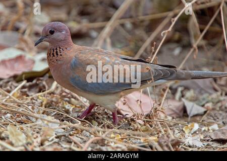 Laughing Dove, (Streptopelia senegalensis), auf dem Boden, Gambia. Stockfoto