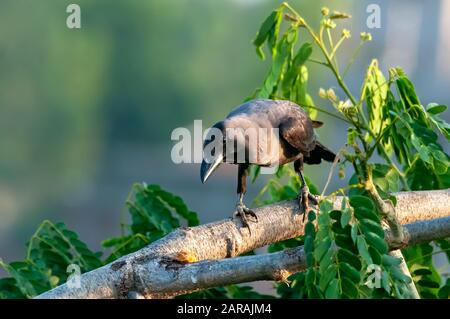 Hausieren Sie Krähe auf einem Baum, der seltsam beobachtet Stockfoto