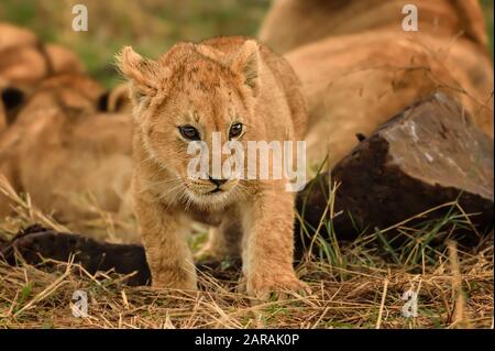 Süßes Löwenjunges, Maasai Mara, Kenia Stockfoto