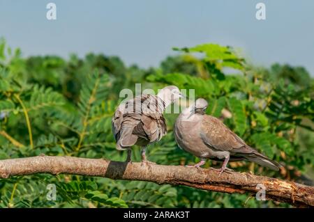 Ein paar eurasische Collaced Dove zeigen Liebe Stockfoto