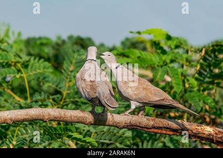 Ein paar eurasische Collaced Dove zeigen Liebe Stockfoto