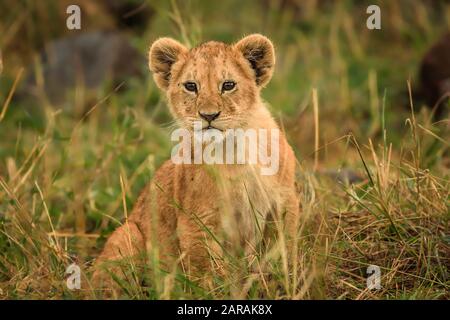 Niedliches Löwenjunges schaut in die Kamera, Maasai Mara, Kenia Stockfoto